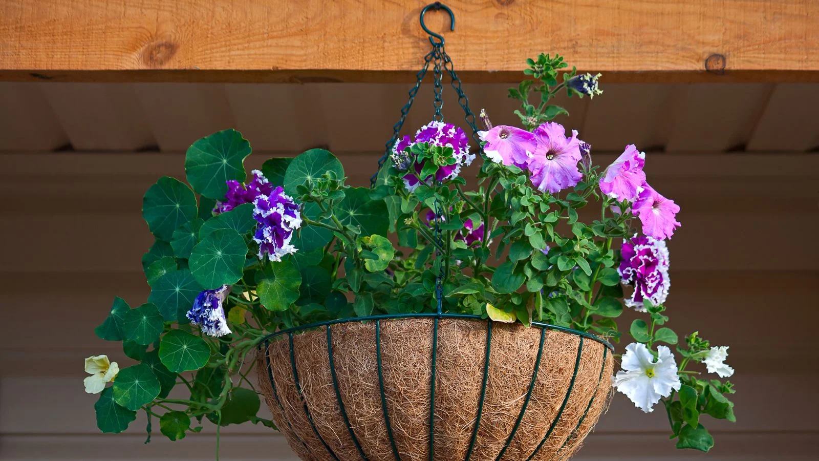 a lovely and sturdy sphagnum hanging basket appearing to dangle somewhere with bright sunlight holding a plant with vibrant purple petals