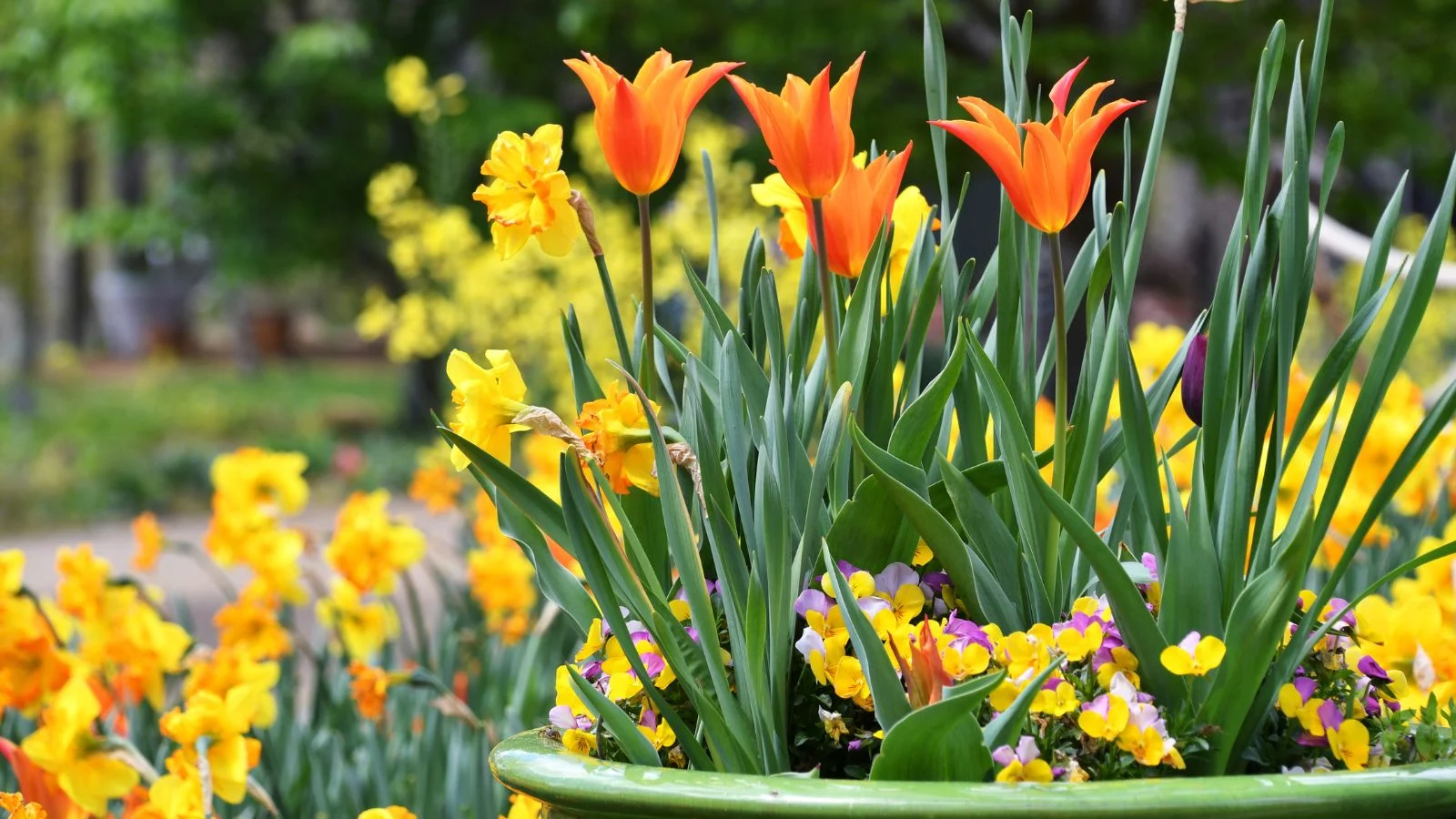an are of a garden showing spring bulb profusion, having a pot filled with bulb blooms with green stems and vibrantly colored petals