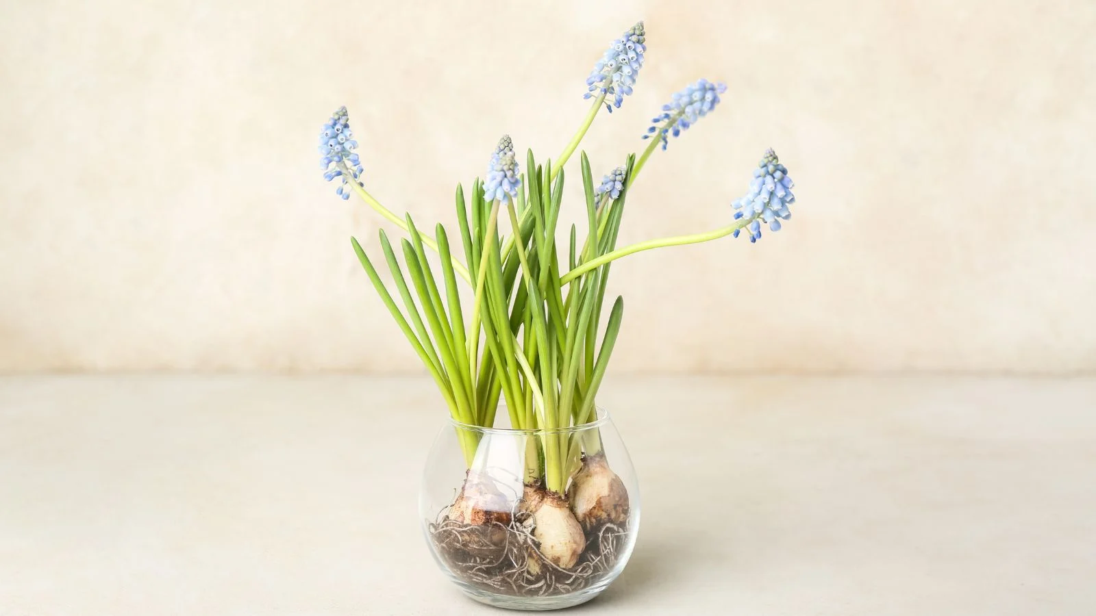 cut flowers with bulbs at the base placed in a clear vase, appearing to have roots sticking out placed somewhere sunny