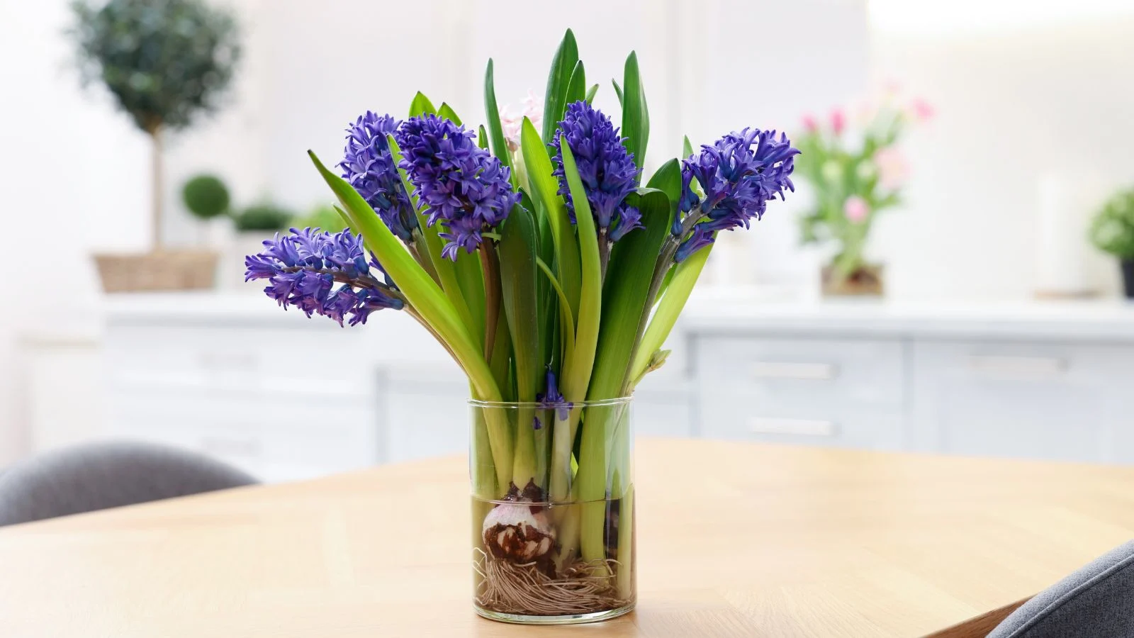 lovely stems of cut flowers with white bulbous roots placed in water, blooming indoors in the middle of a table away from sunlight
