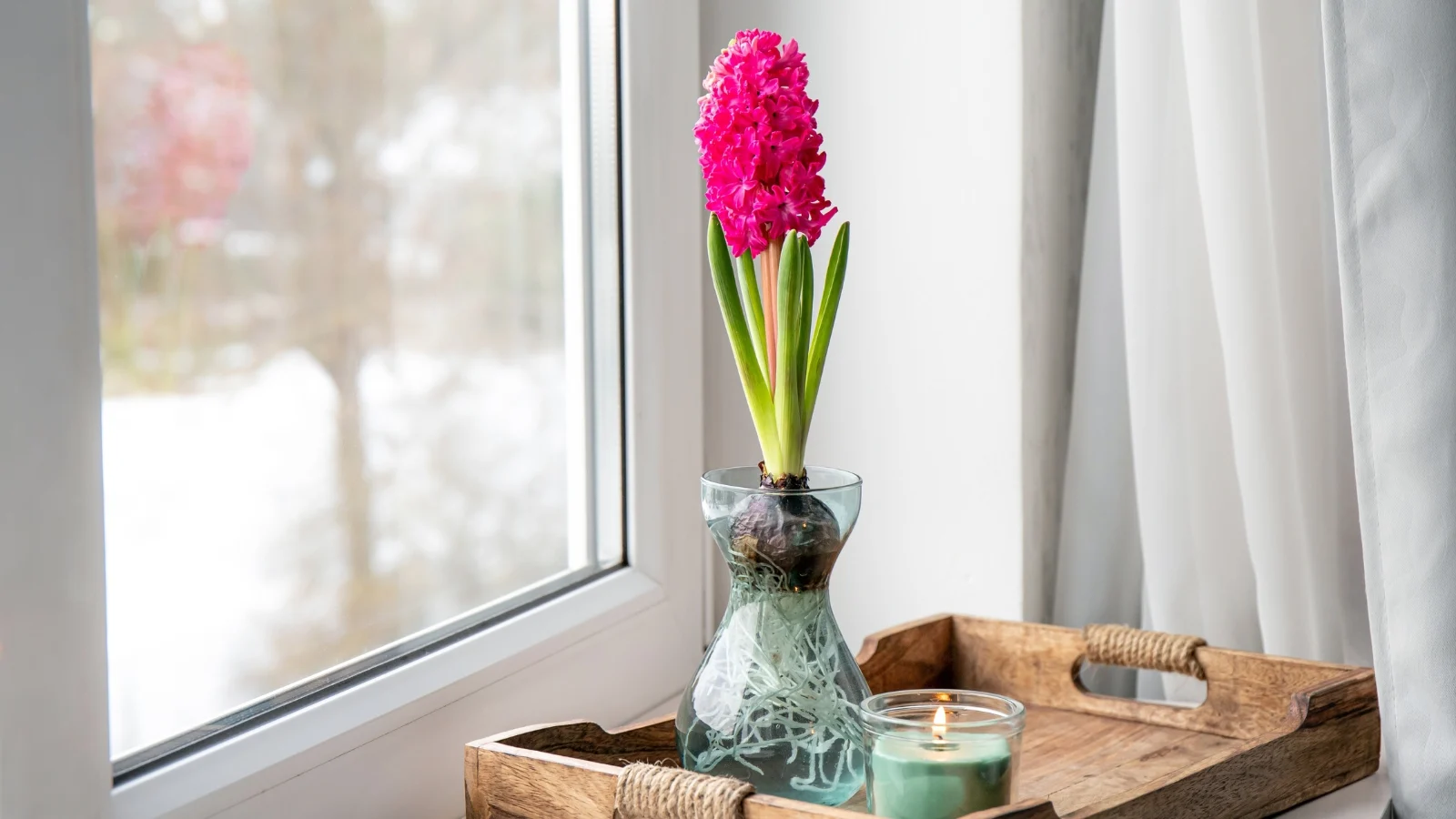 a hyacinth with pink, star-shaped tubular flowers clustered in a dense inflorescence and vertical, ribbon-shaped green leaves blooms in a glass vase of water on a bright indoor windowsill.