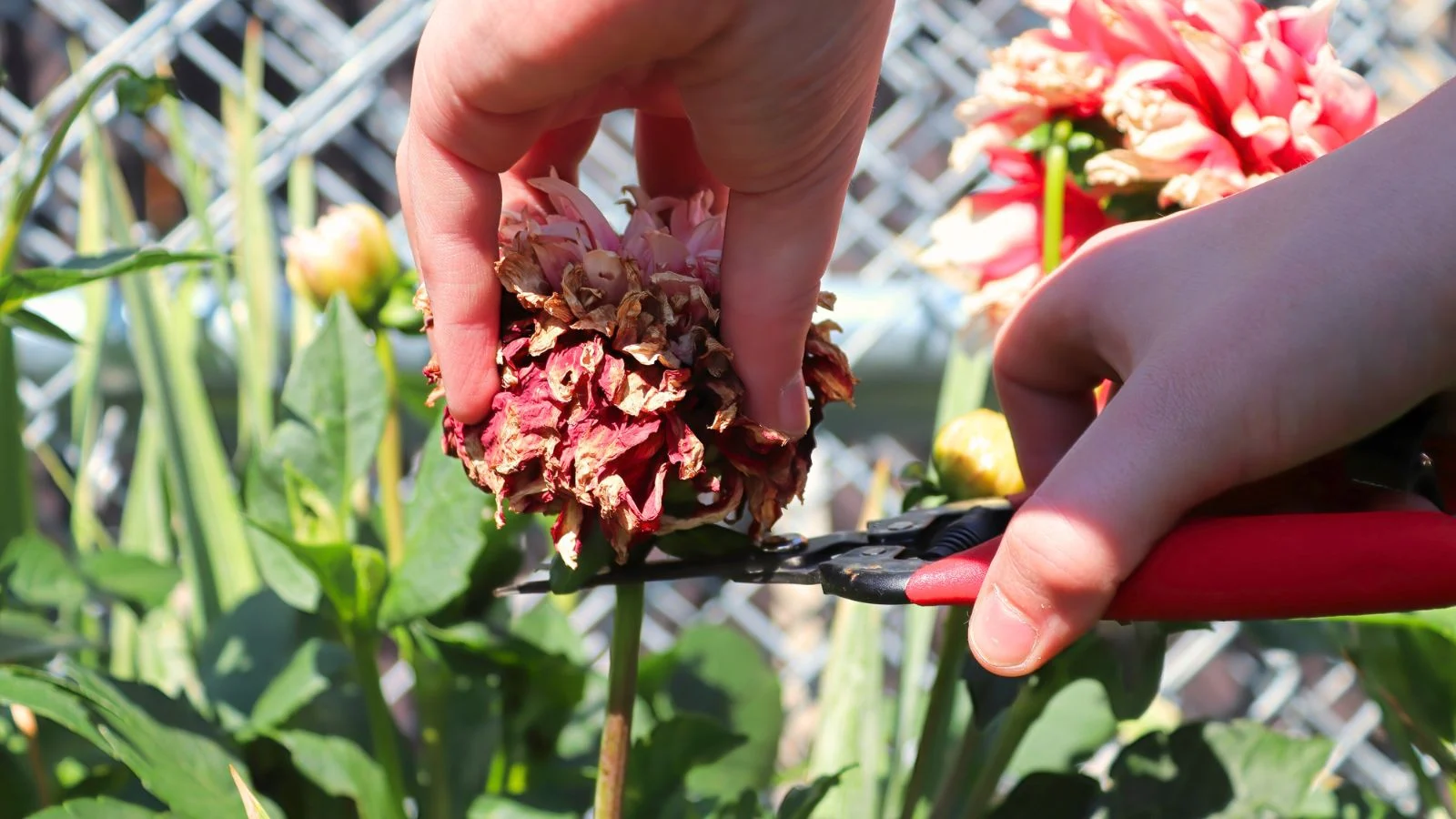 a close-up shot of a person in the process of deadheading spent flowers using a hand pruner
