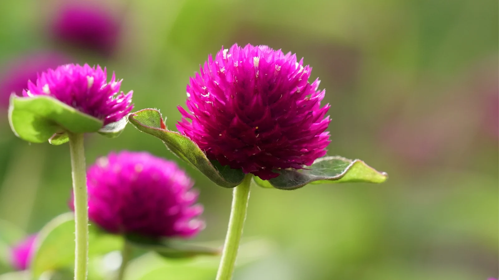 a close-up shot of spherical, purple gomphrena flowers placed alongside leaves and delicate stems, showcasing their vibrant colors, in a well lit area outdoors