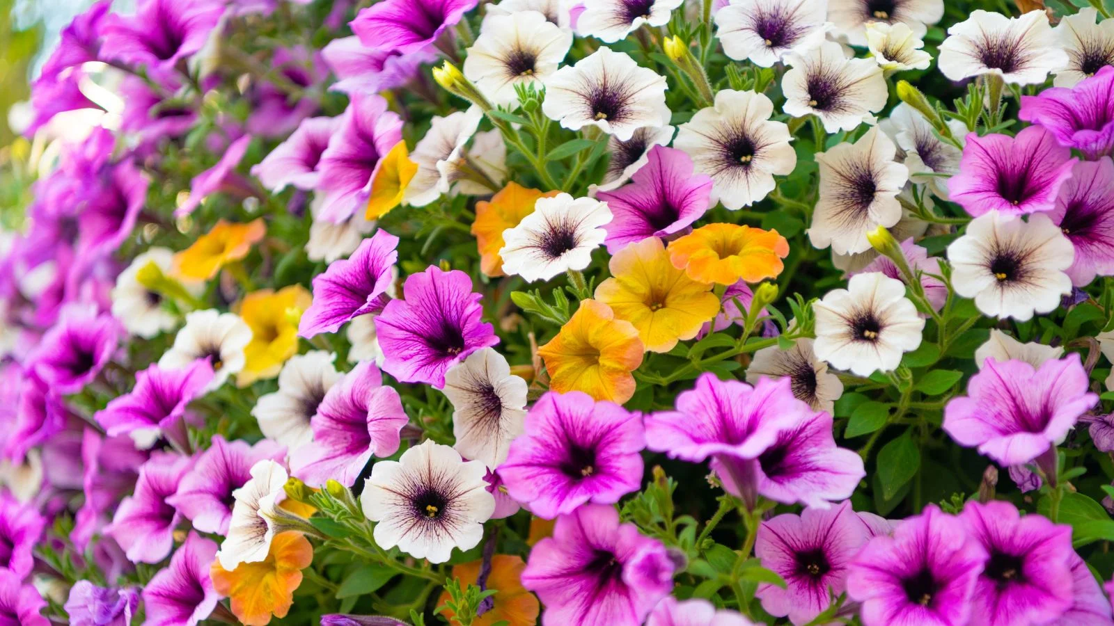 a close-up shot of a large composition of vibrant orange, purple and white colored petunia flowers, growing alongside their foliage in a well lit area outdoors