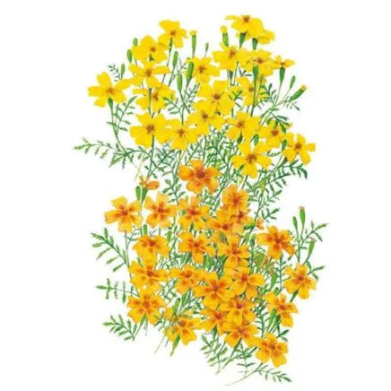 lemon & tangerine gems signet marigold