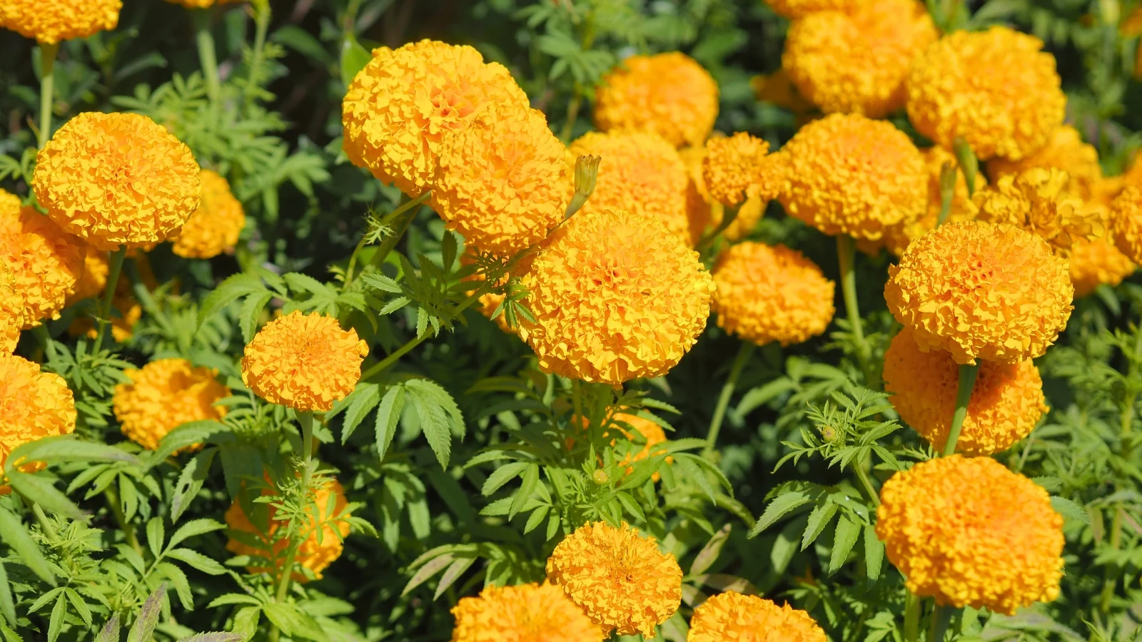 lovely yellow round and fluffy blooms appearing to be surrounded by bright green foliage under warm sunlight