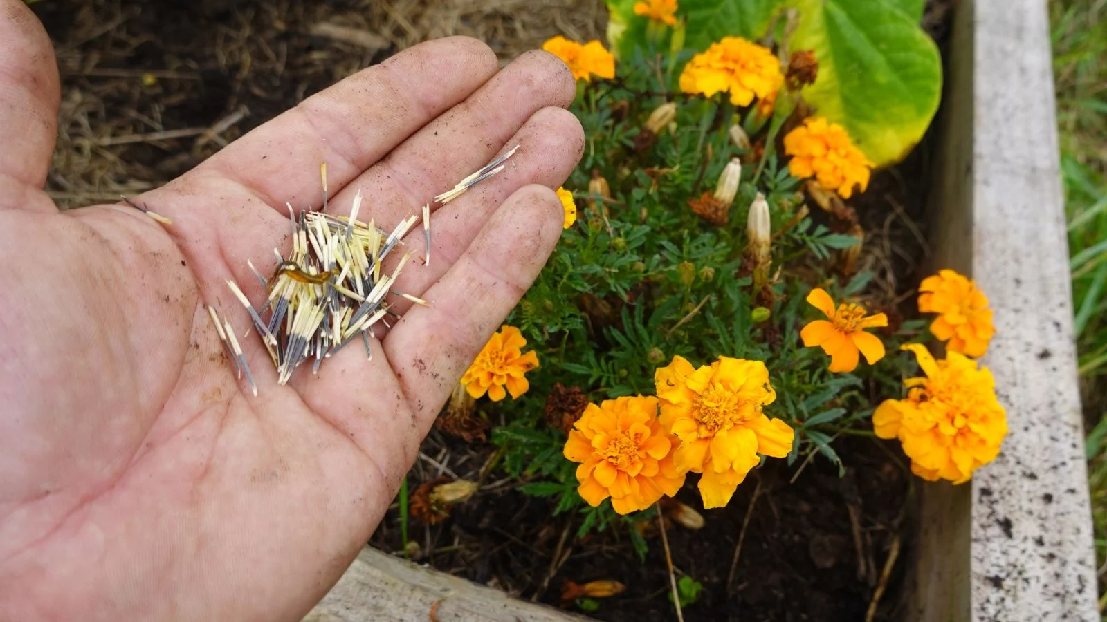 a close-up and overhead shot of a hand holding a pile of elongated seeds with vibrant yellow-orange colored flower in the background