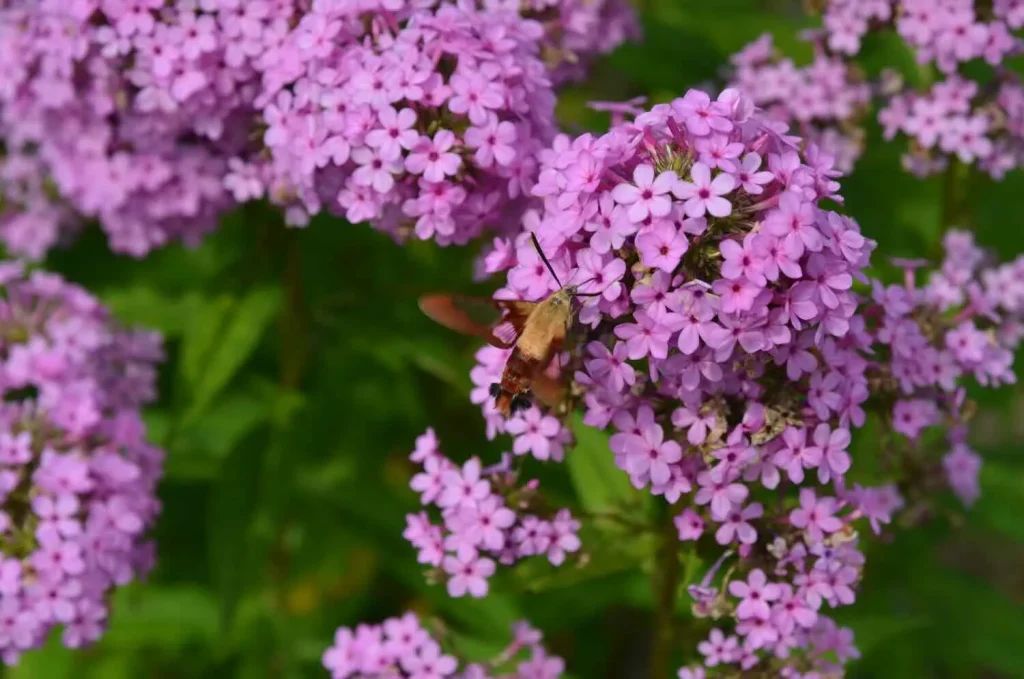 the straight talk on cultivars, with mt. cuba’s sam hoadley