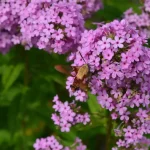 the straight talk on cultivars, with mt. cuba’s sam hoadley