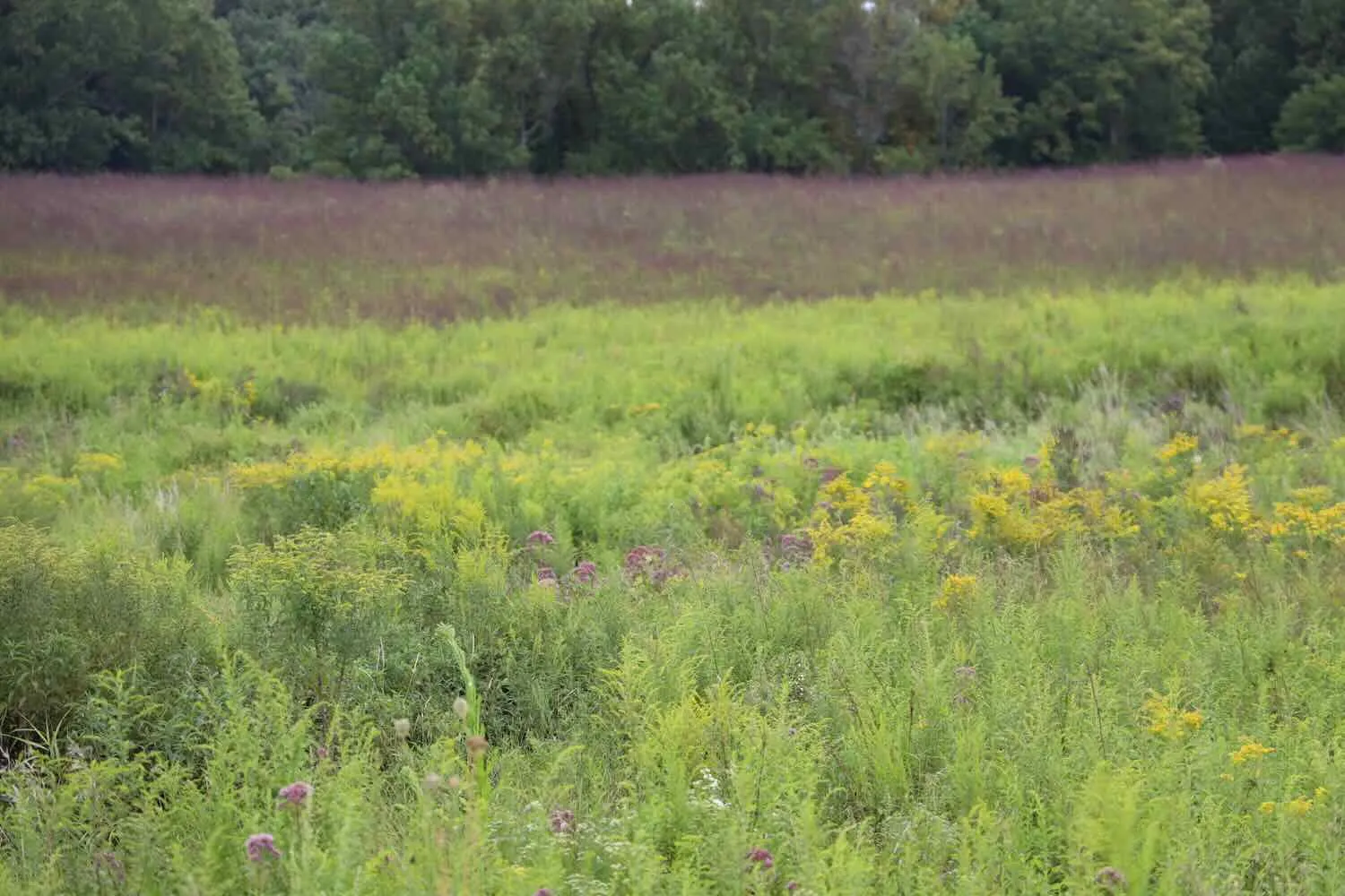 the straight talk on cultivars, with mt. cuba's sam hoadley 18 the straight talk on cultivars, with mt. cuba's sam hoadley
