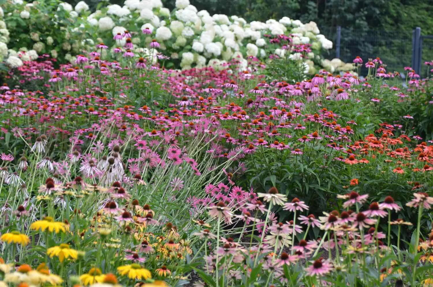 the straight talk on cultivars, with mt. cuba's sam hoadley 20 the straight talk on cultivars, with mt. cuba's sam hoadley