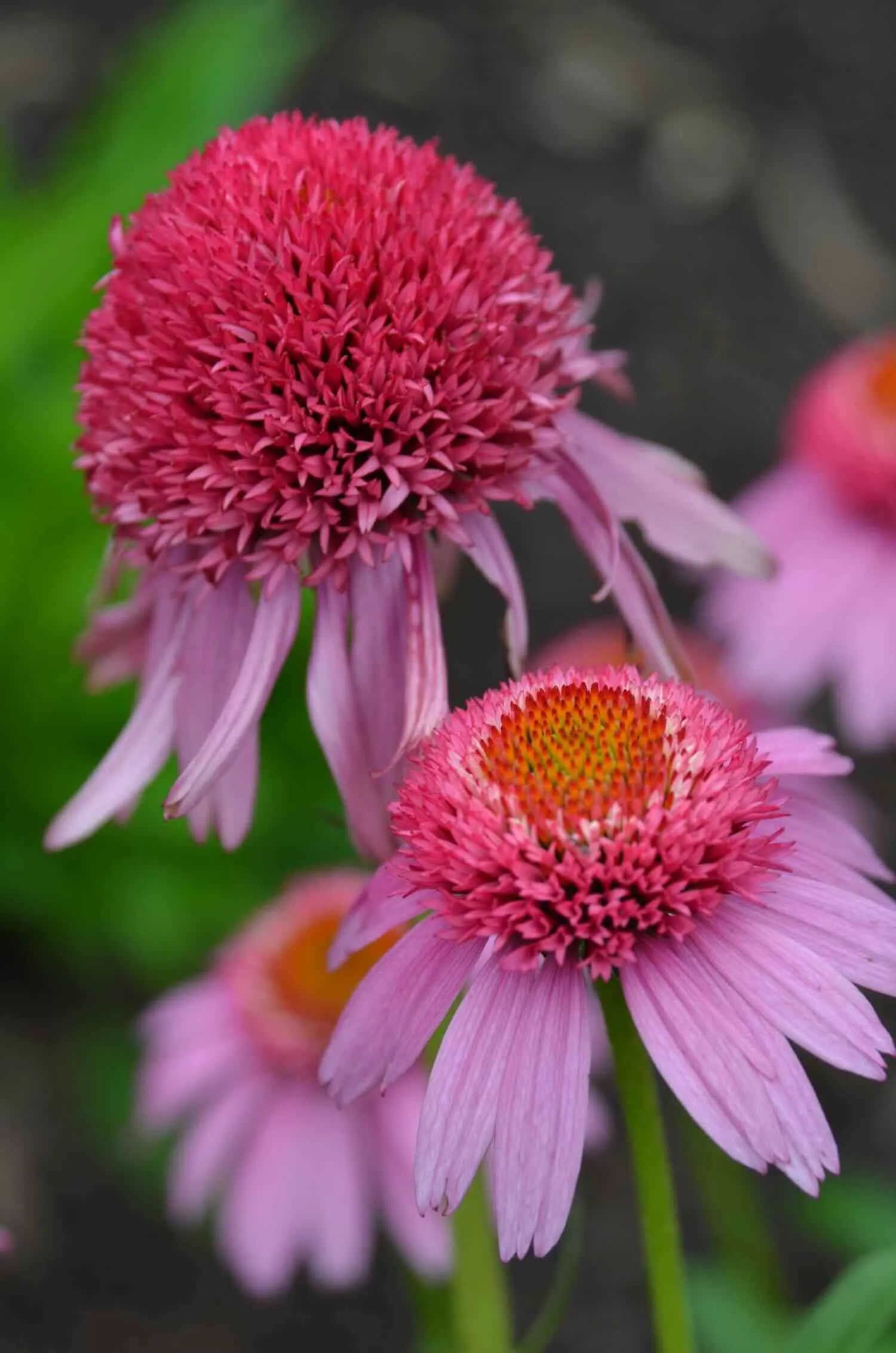 the straight talk on cultivars, with mt. cuba's sam hoadley 21 the straight talk on cultivars, with mt. cuba's sam hoadley