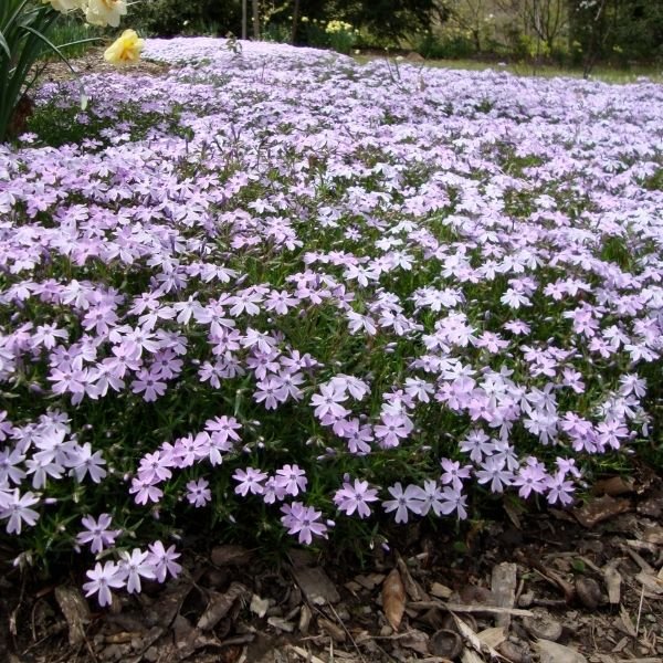 emerald blue creeping phlox