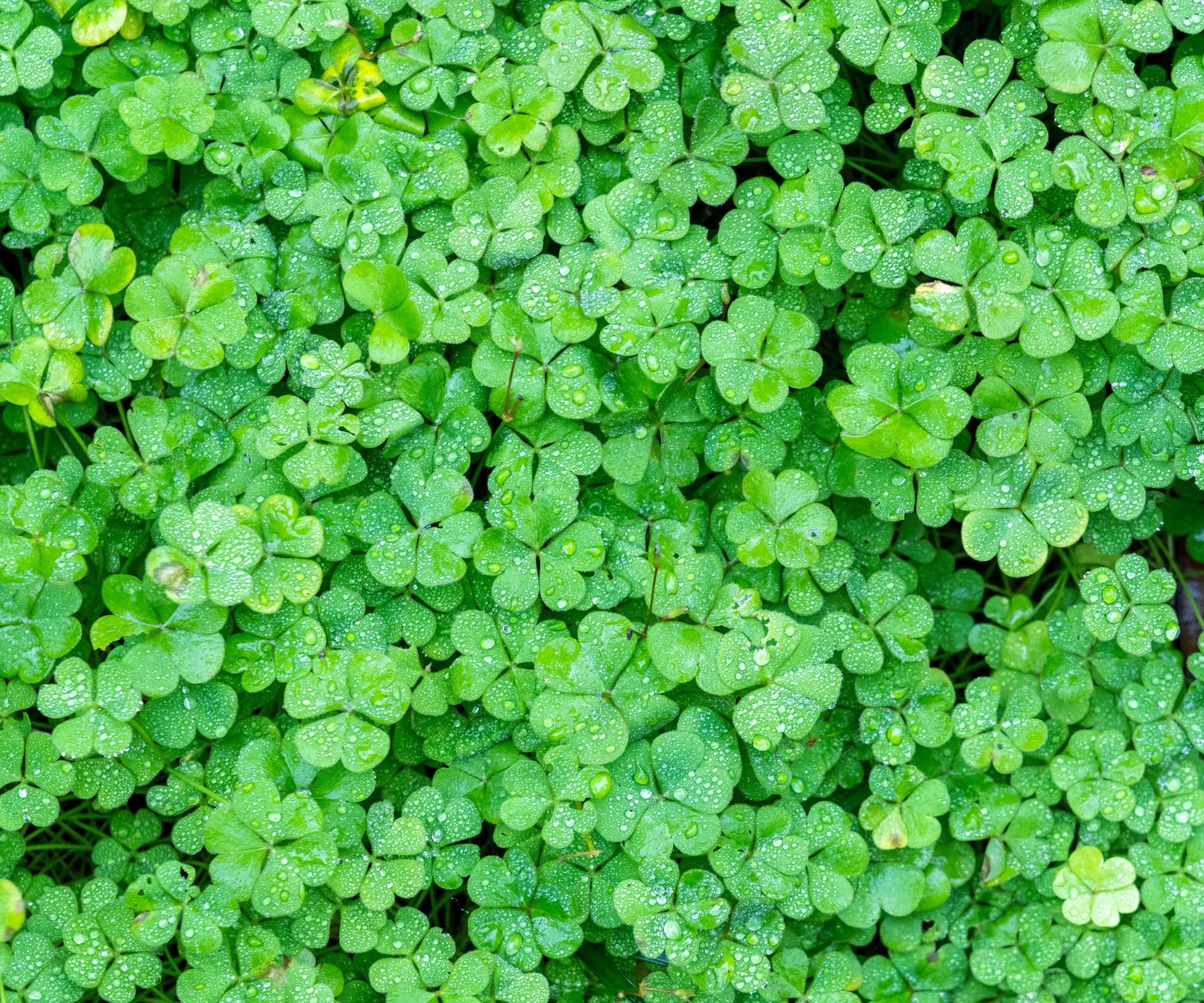 close-up of a bunch of green clover
