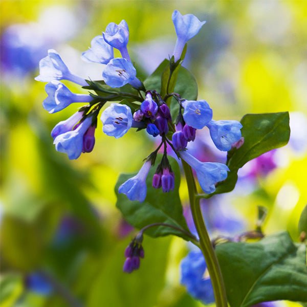 virginia bluebell