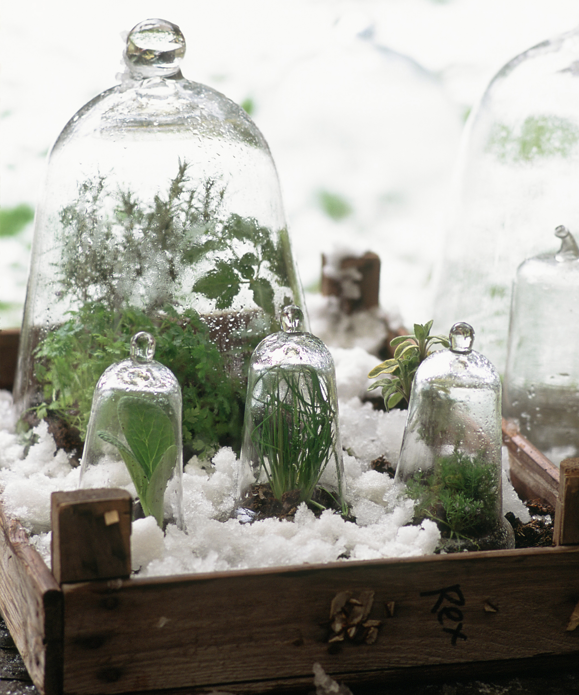 cloches filled with garden foliage on tray with snow