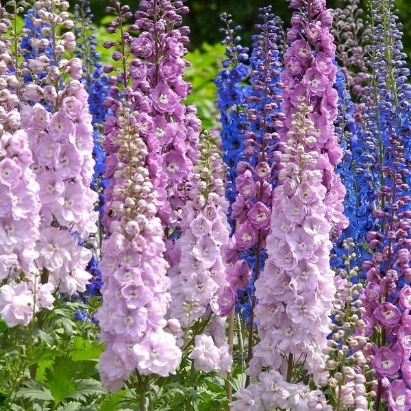 guardian mix delphinium