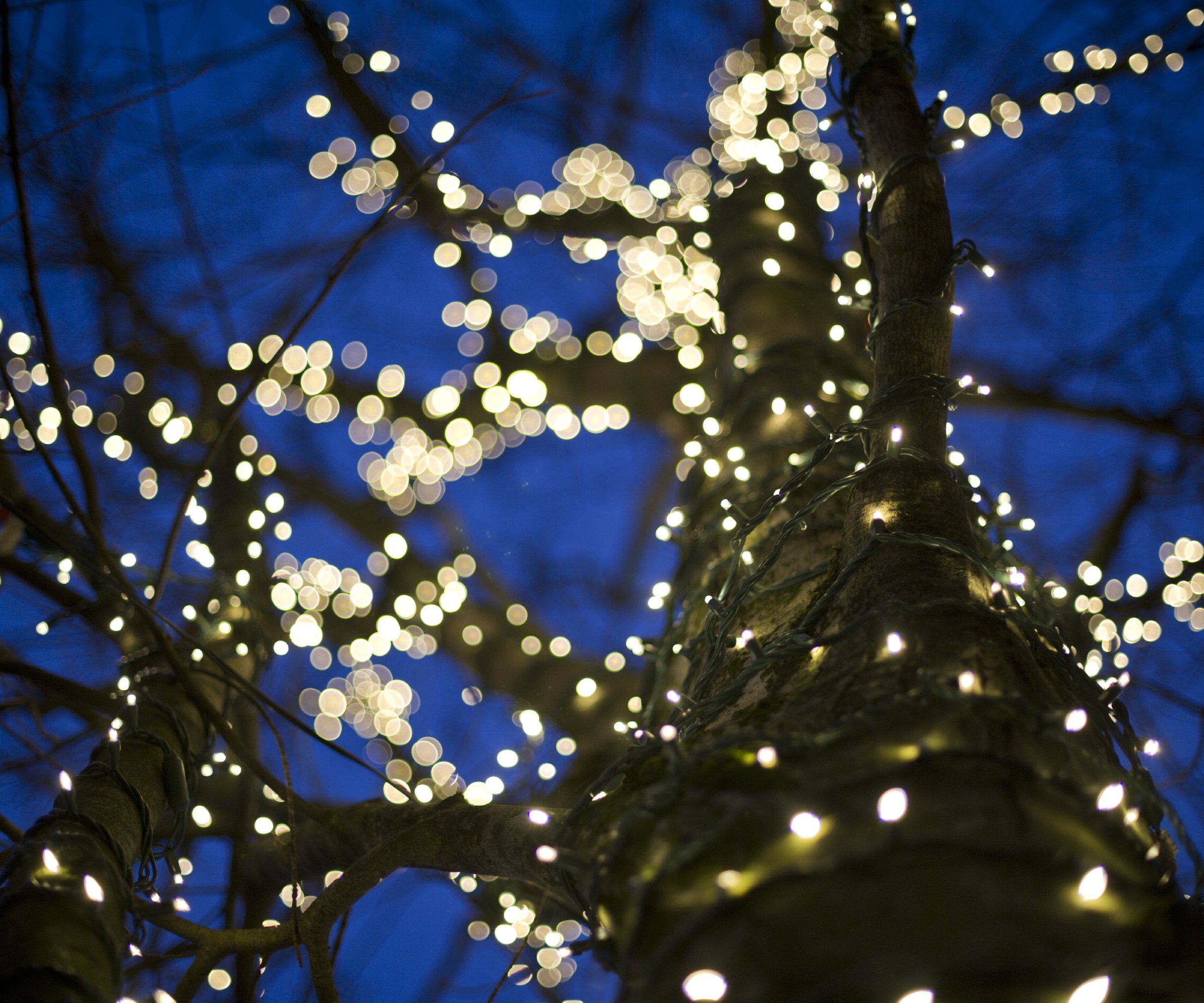 looking up the trunk of a tree wrapped in lights at night
