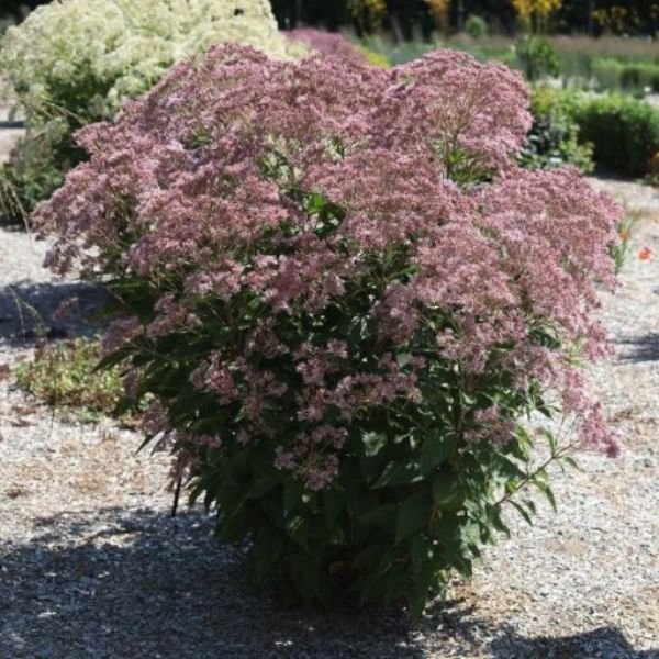 rosie josie joe - pye weed - #2 container