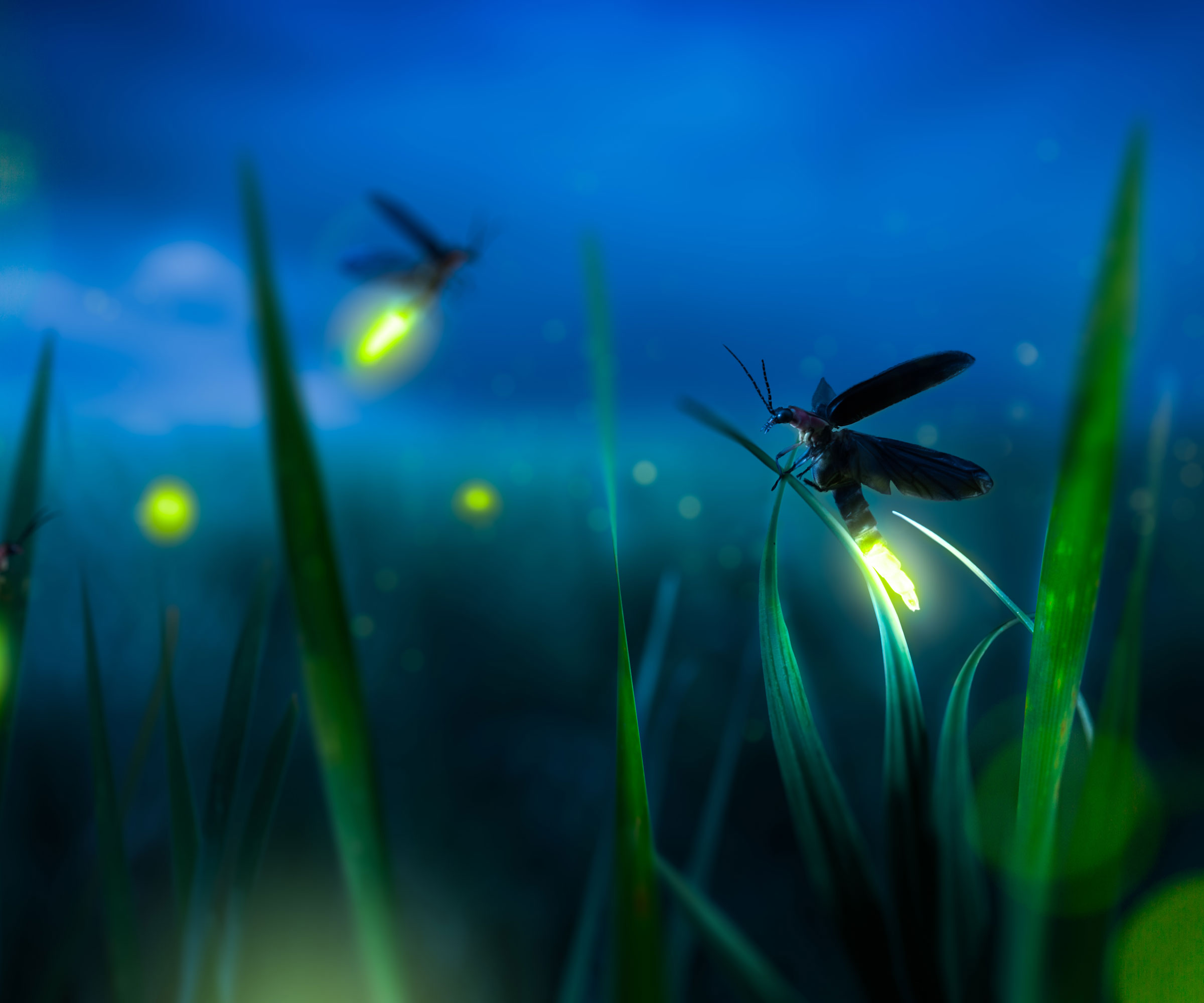 fireflies in garden at night