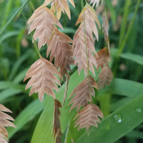 northern sea oats grass - #1 container