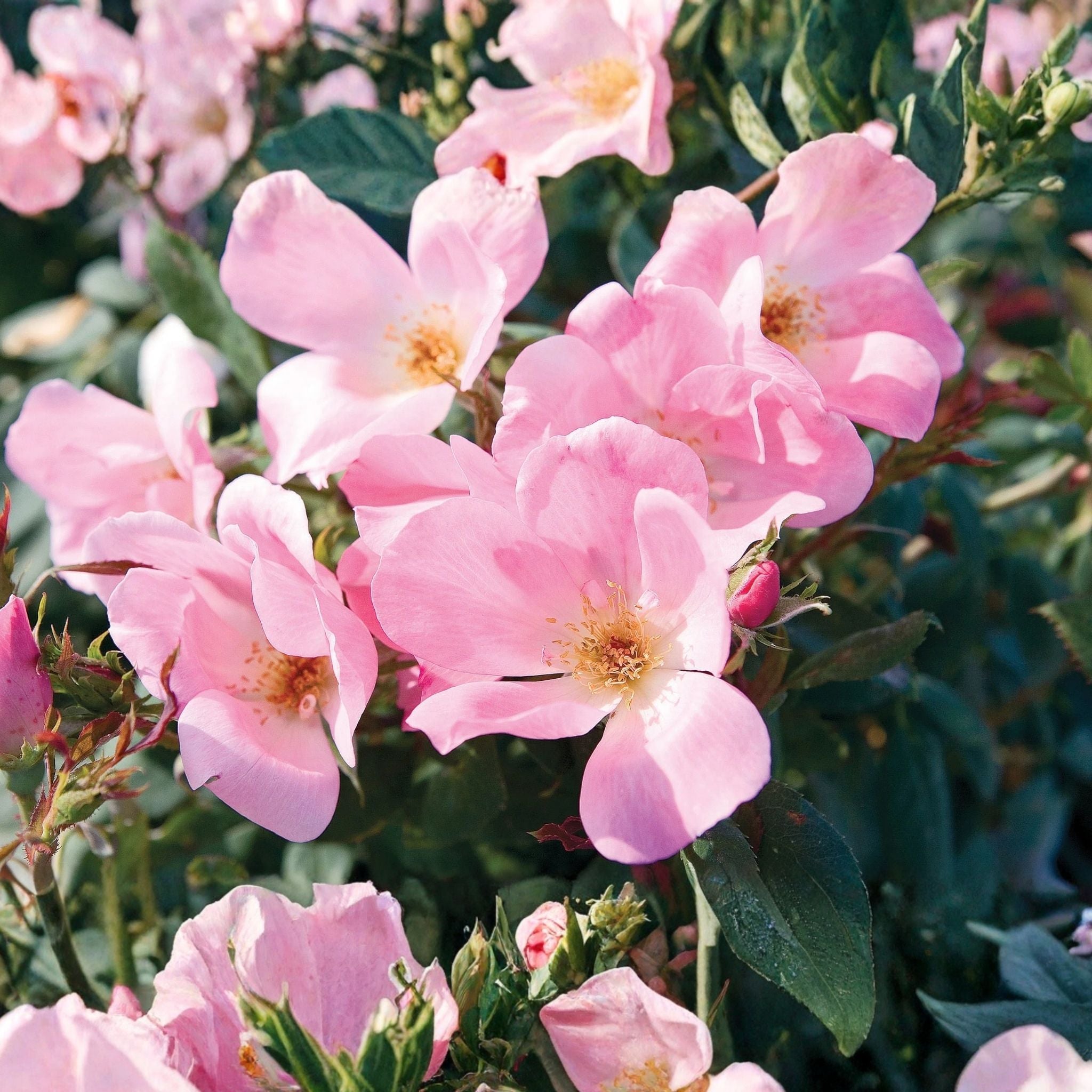 blushing knock out&reg; shrub rose