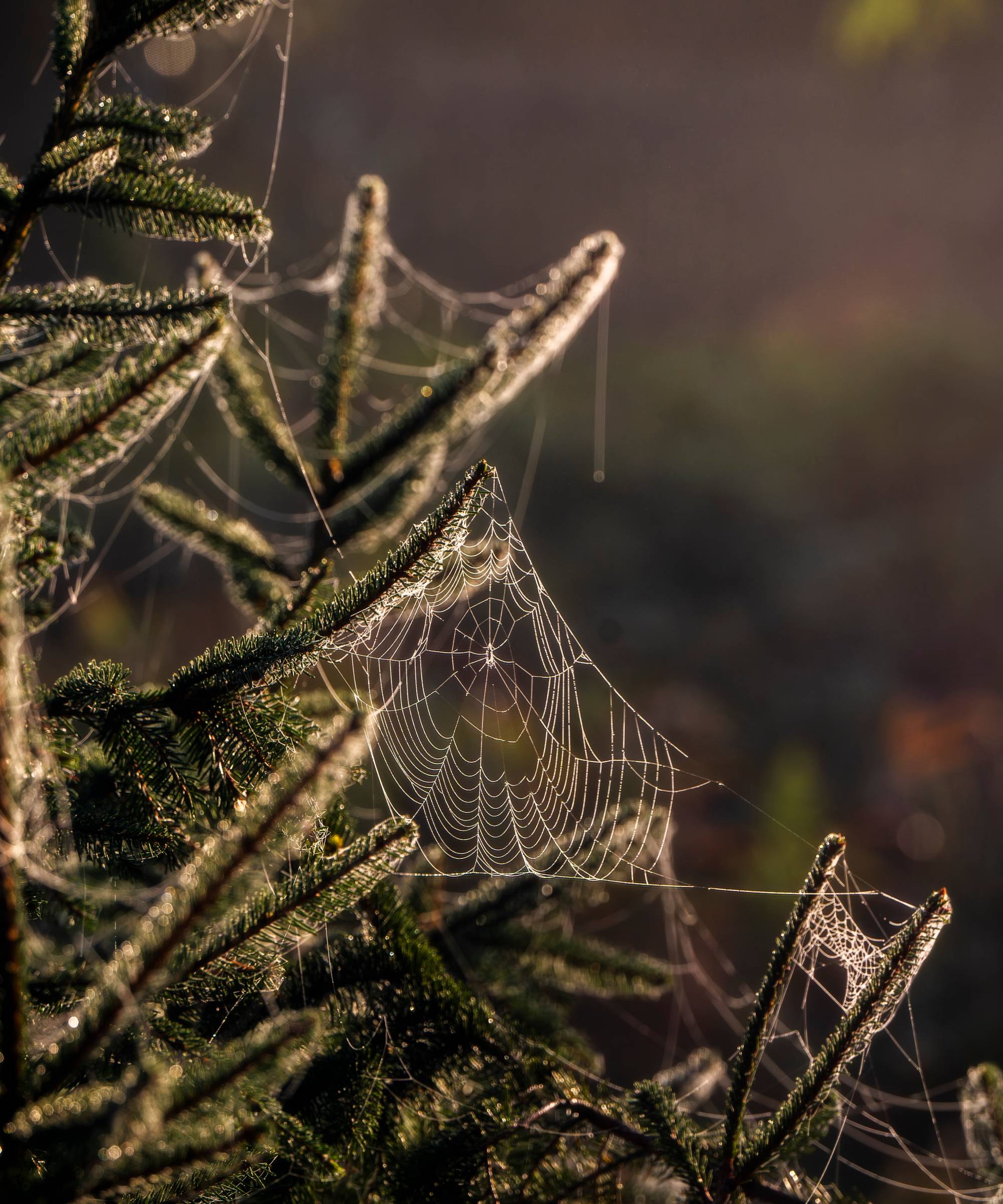 spiderweb in christmas tree