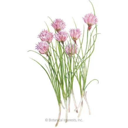 common chives seeds