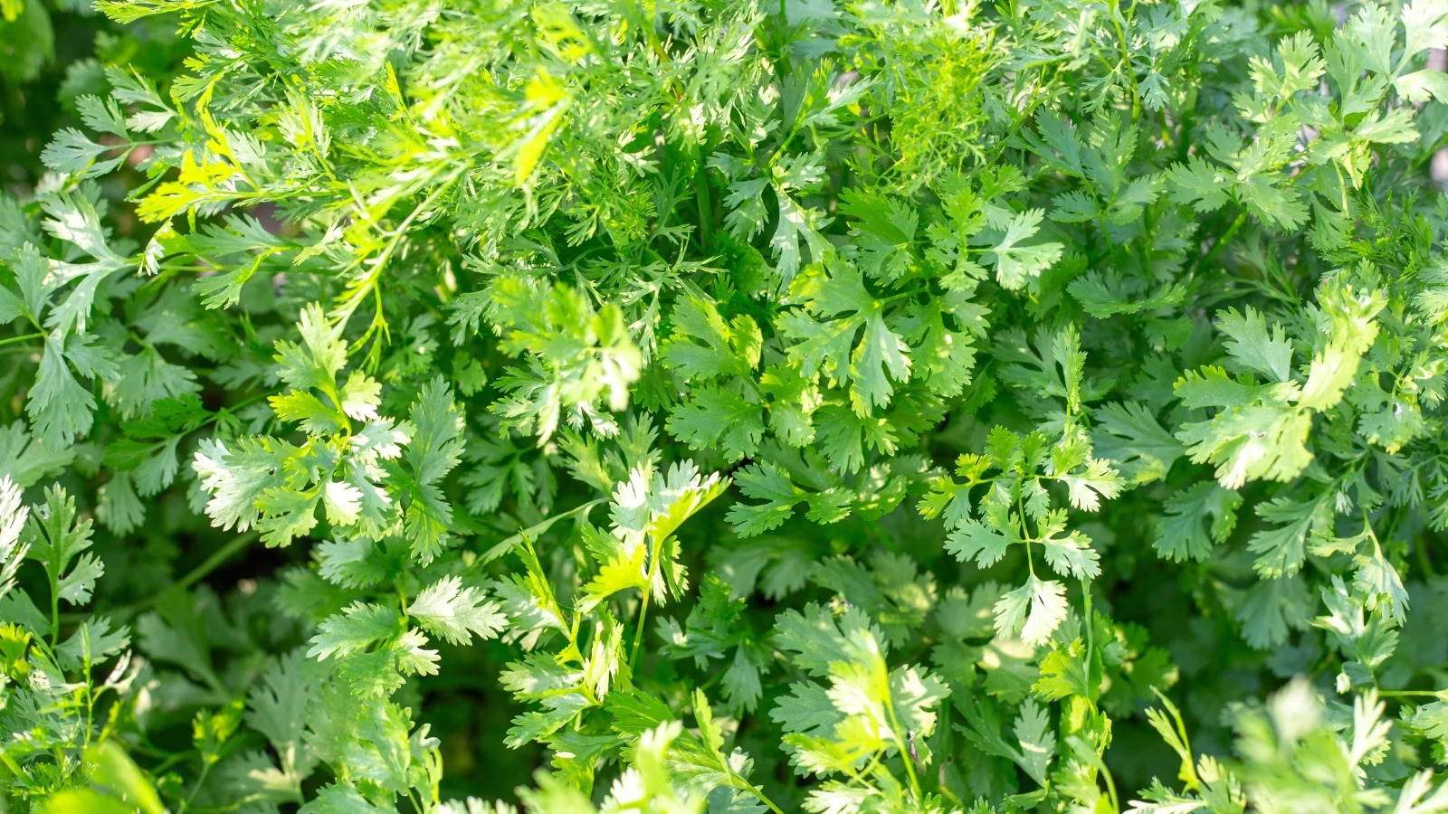 bright green, finely divided leaves with feathery texture forming bushy bunches.
