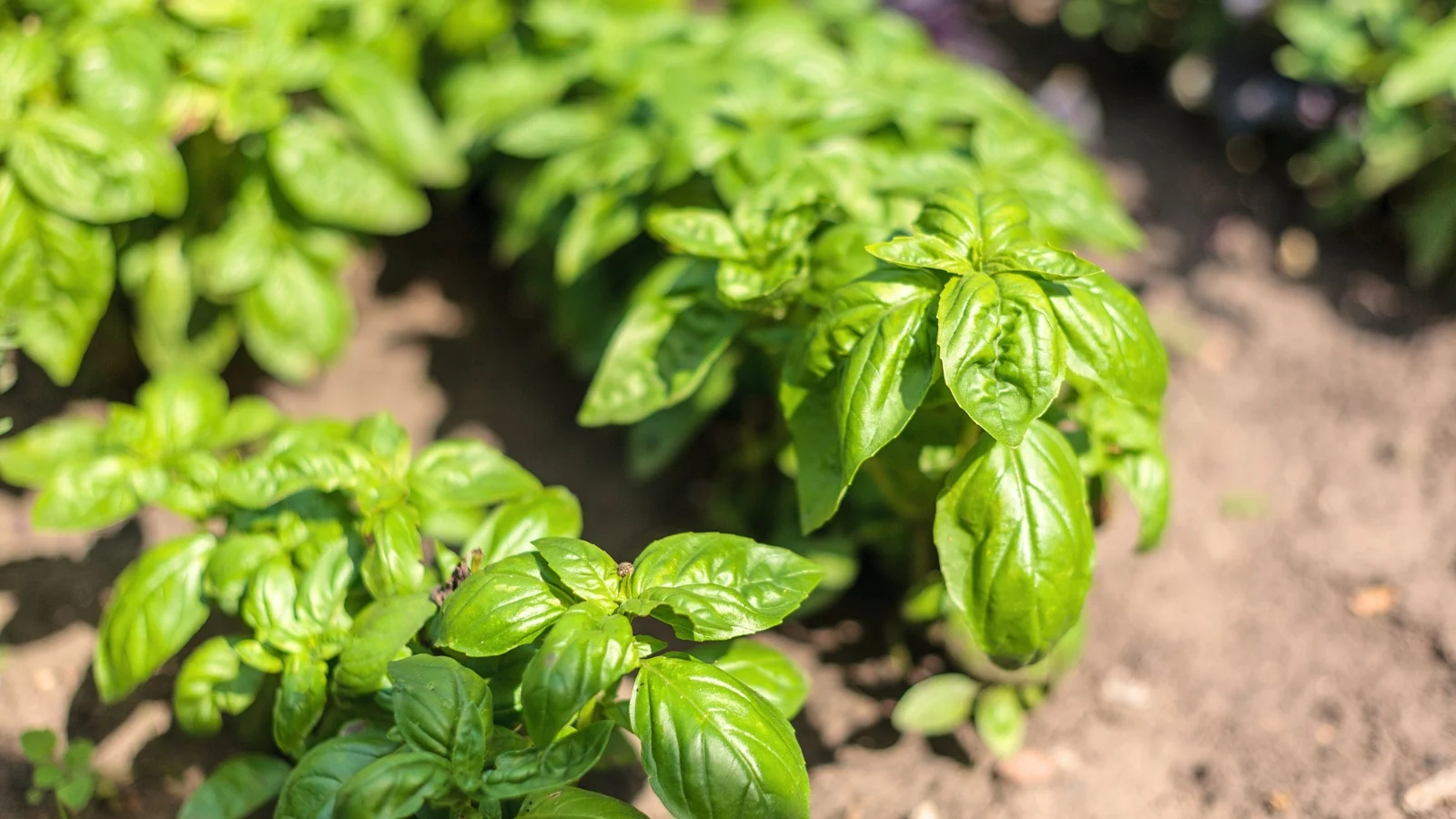 close-up of aromatic crops featuring fresh leaves with gently rounded edges growing densely along rigid, square-shaped stems in a sunny garden.