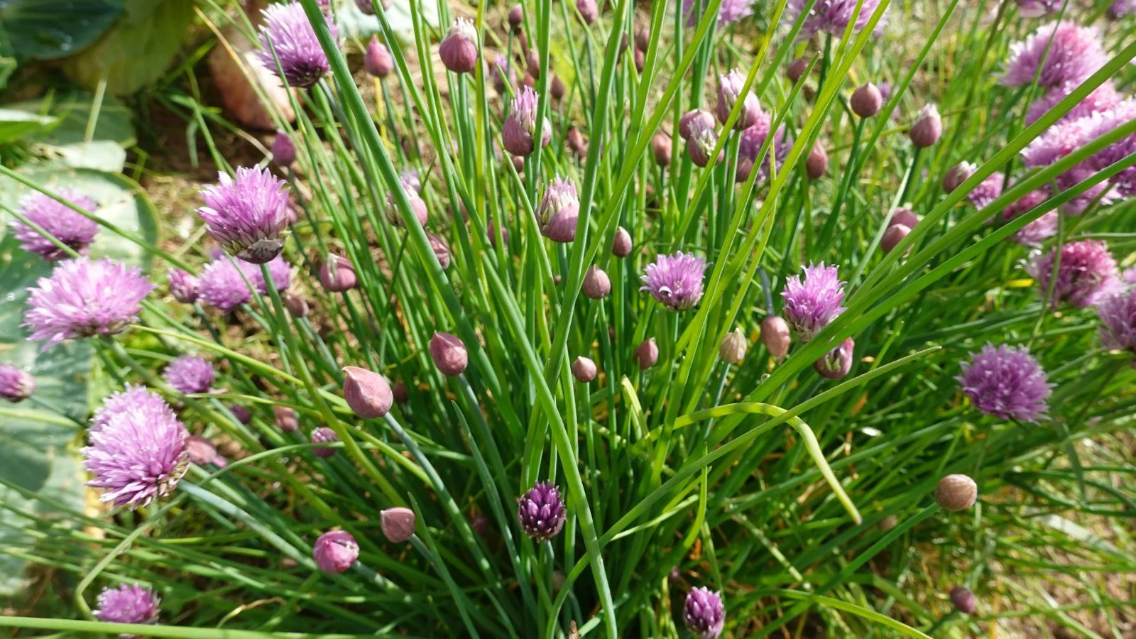 a close-up shot of developing slender green leaves of the chives, with several globular purple colored flowers