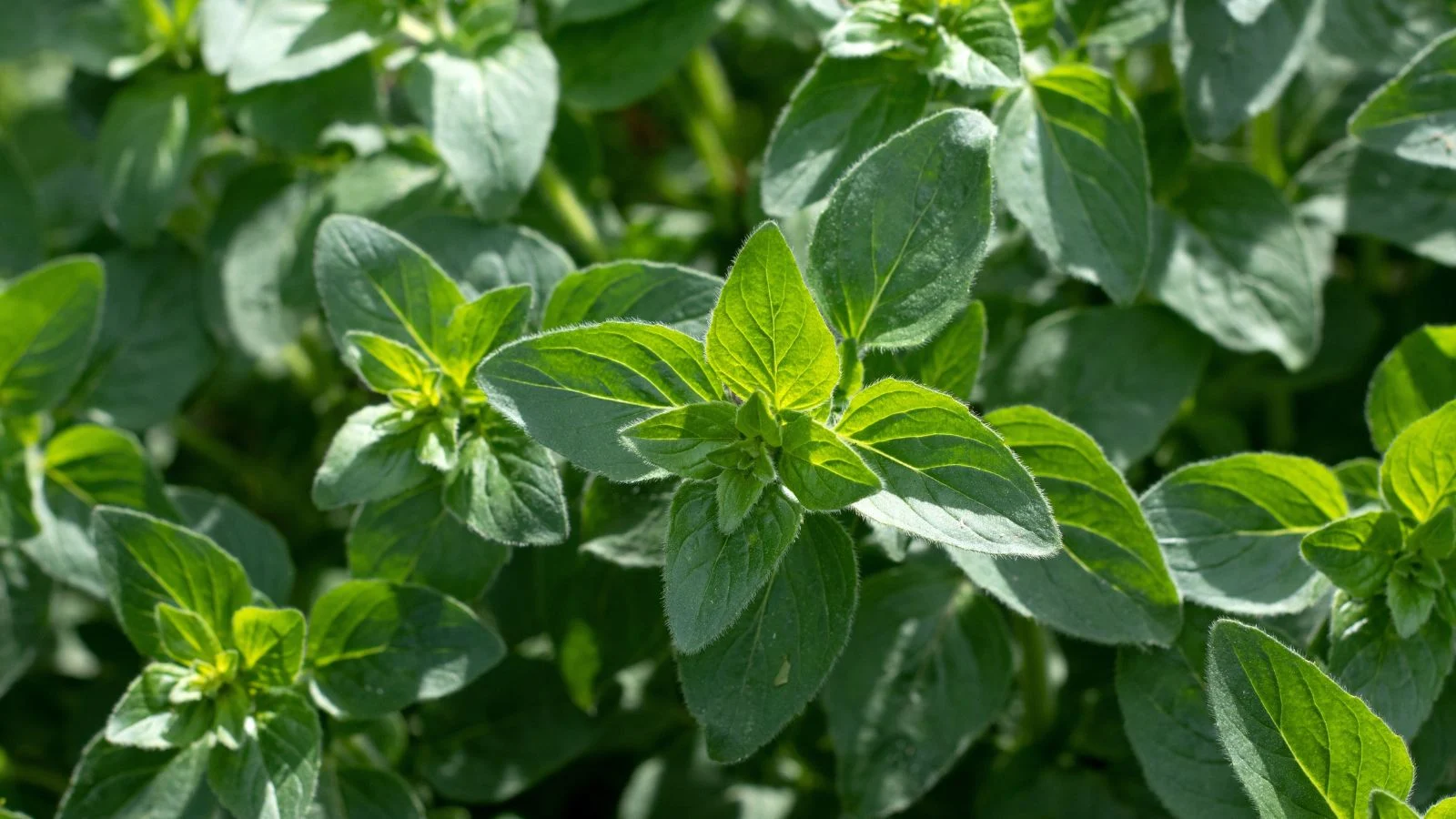 a close-up and overhead shot of a developing green aromatic crop, all basking in bright sunlight outdoors