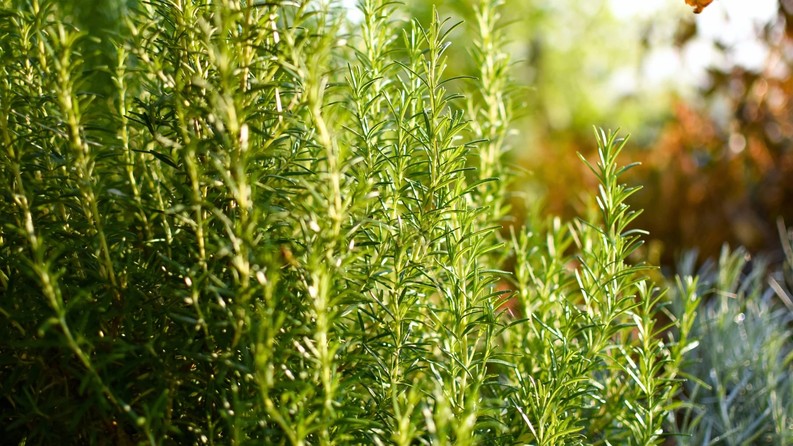 dense green bush with fine, leathery leaves and woody branches spreading outward.