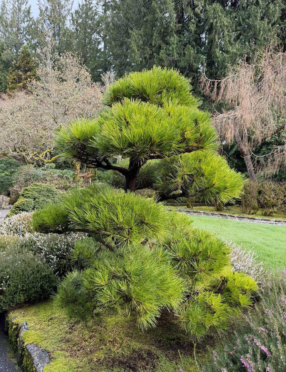 small bright green pine tree