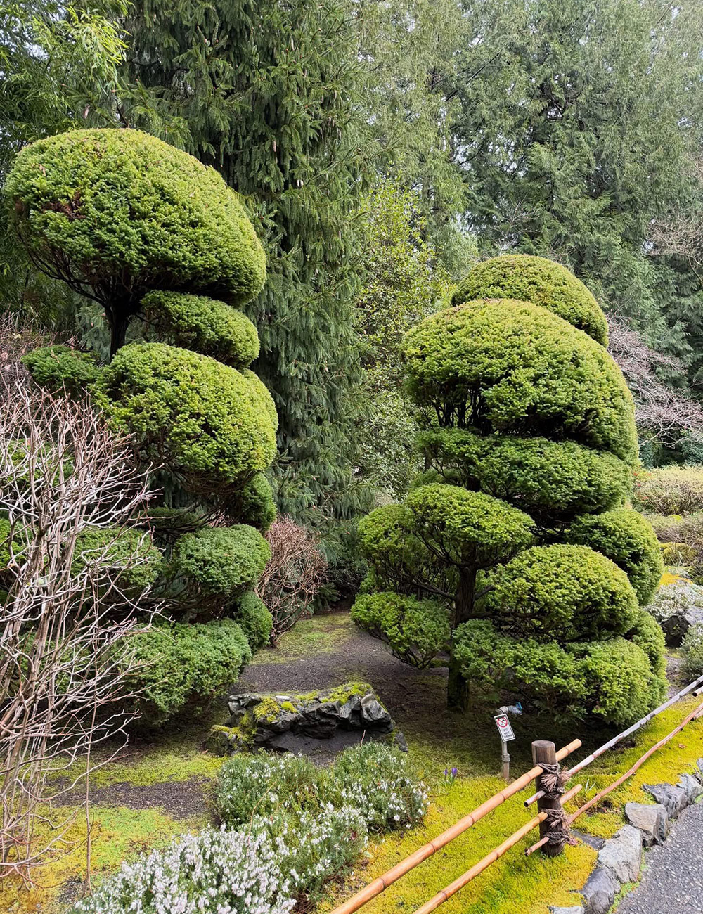 shrubs with cloud pruning