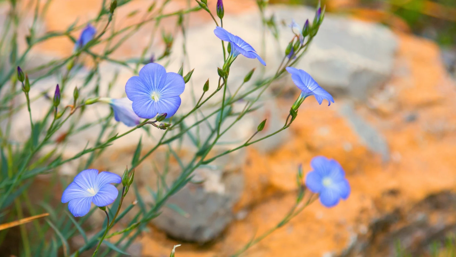 delicate sky-blue flowers with five petals on slender stems and needle-like green leaves.