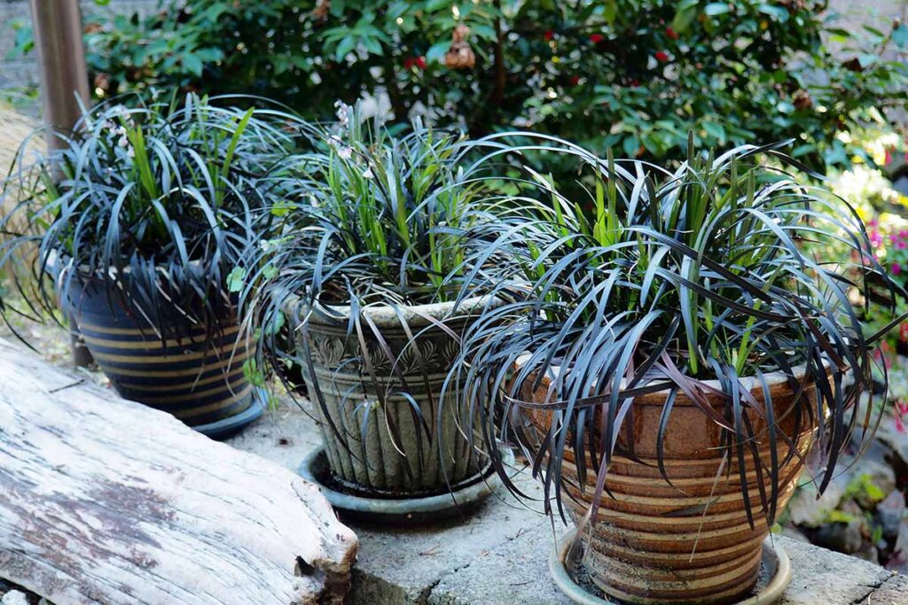 a close up horizontal image of mondo grass growing in glazed pots out in the garden.