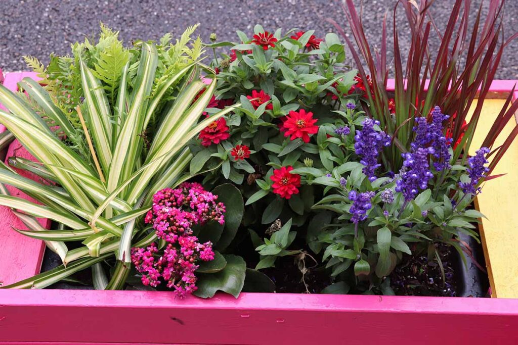 a close up horizontal image of a pink wooden planter filled with a variety of different flowers and grasses.