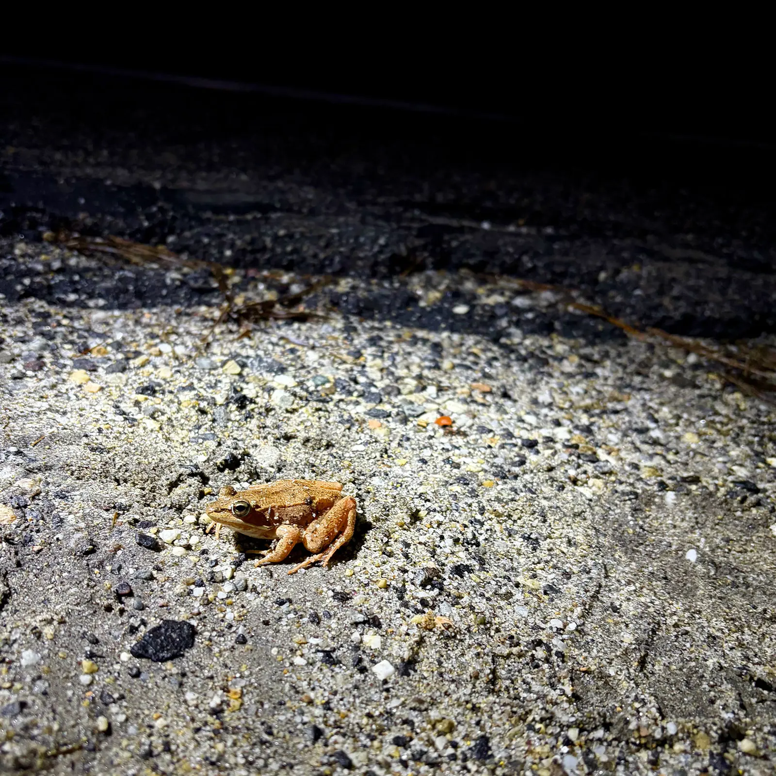 a wood frog considers taking a leap into a vernal pool after being helped across the road by volunteers on april 14, 2026.