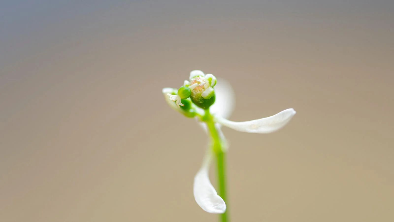 a close-up shot of a small developing seedling of a flowering plant, with the background blurred, situated in a well lit area