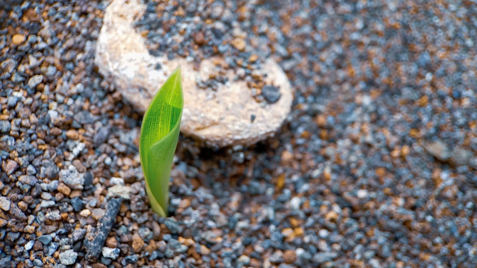 a close-up shot of a developing monocot plant seedling, growing on amended soil outdoors