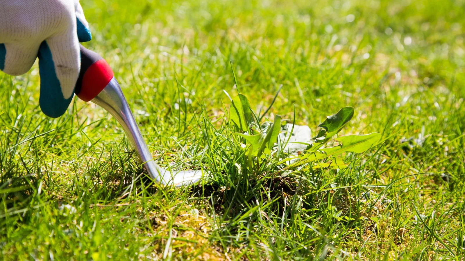 male gloved hand using a small hoe to remove developing seedlings of a plant from a green lawn.
