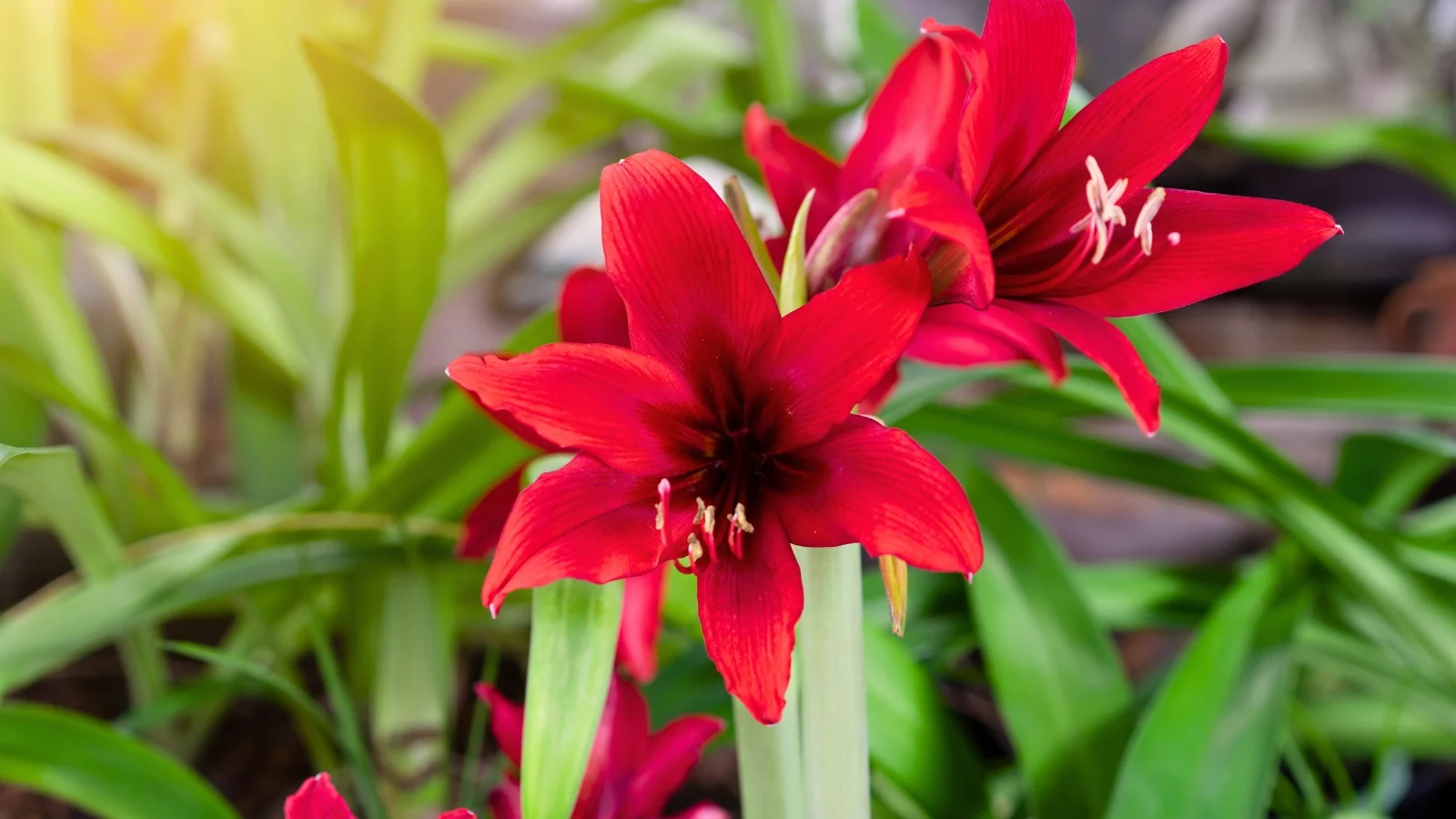 burgundy flowers with velvety, trumpet-shaped blooms rise on thick stalks above glossy green leaves.