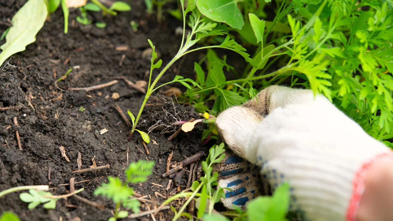 a gardener's hand in a white glove pulls weeds from a compost-mulched bed in the garden.