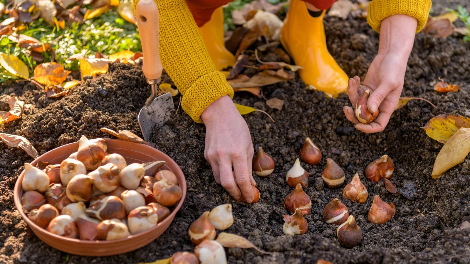 a close-up shot of a person in the process of planting bulbs of a flowering plant on rich dark soil outdoors