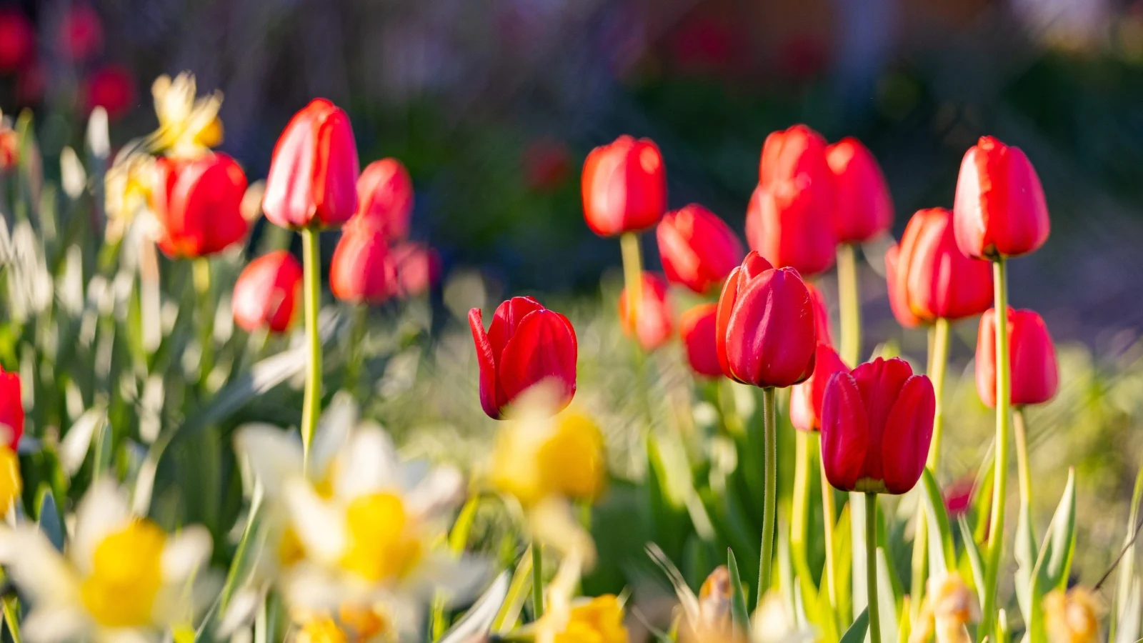 bright red cup-shaped blooms with smooth petals rising above narrow green leaves, all basking in bright sunlight outdoors
