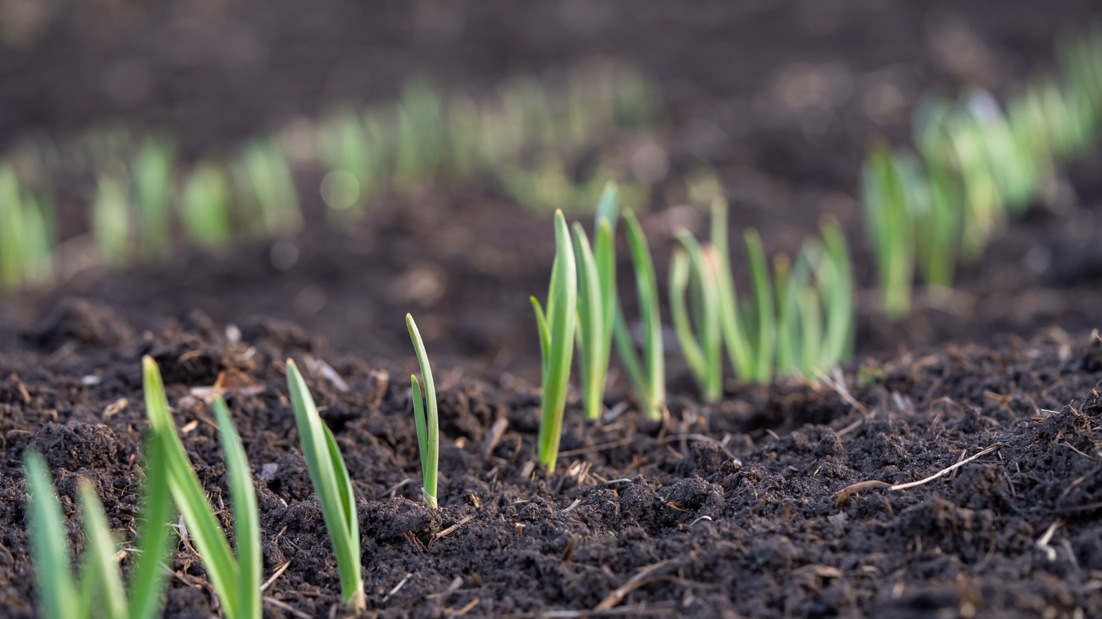 rows of young flower shoots with pointed green tips sprouting from dark brown heavy garden soil.