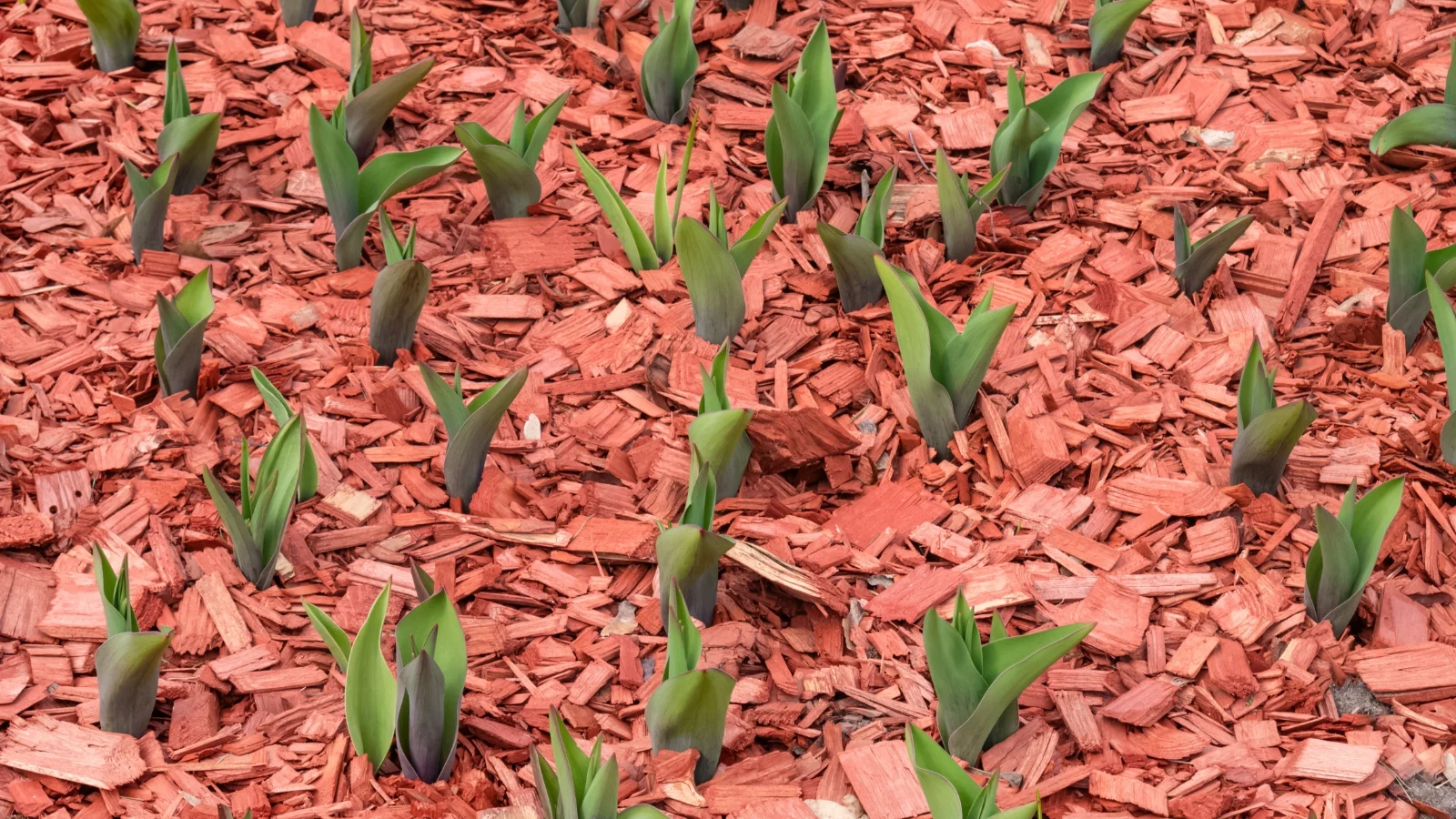 flowering plant sprouts emerge through a layer of red bark mulch, their slender green shoots contrasting with the rich, earthy tones of the mulch.