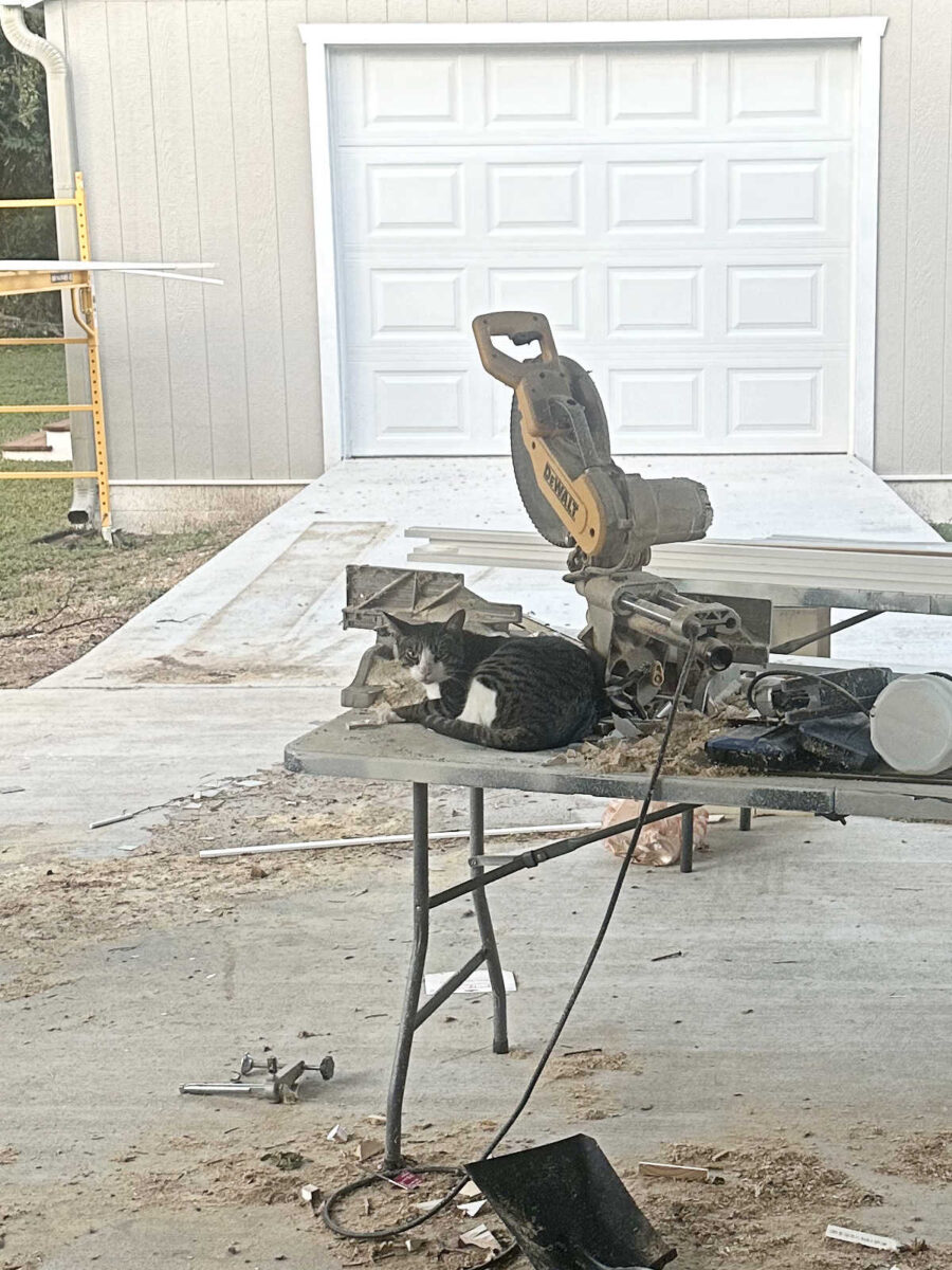 life with tiger (an update)
