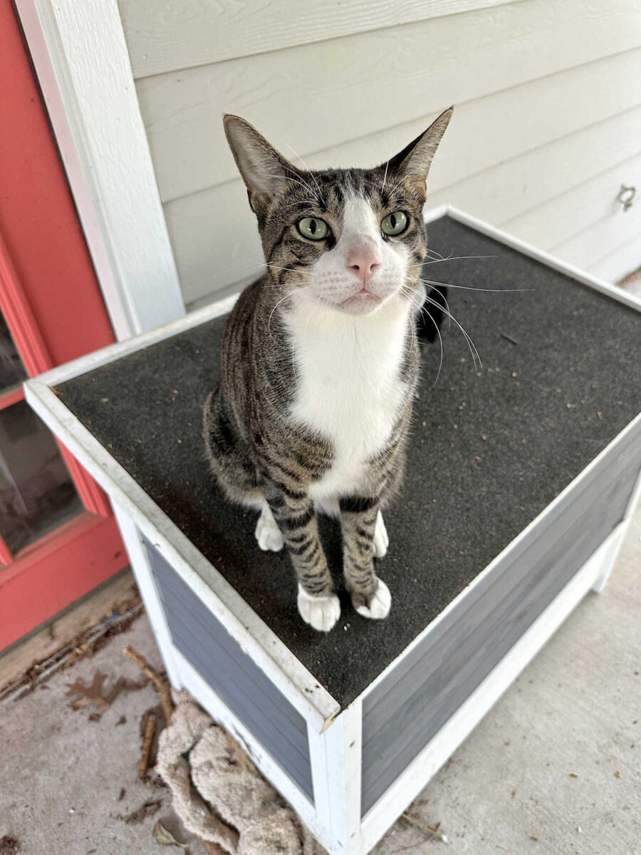 life with tiger (an update)